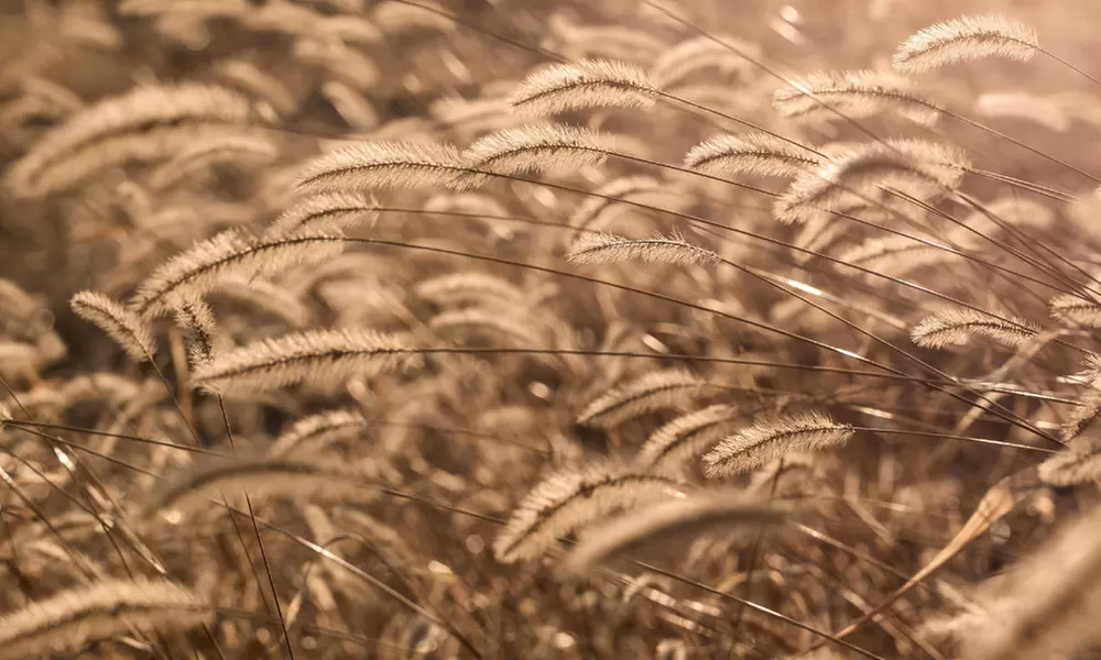 NatureNest 'Stella'-borderpakket