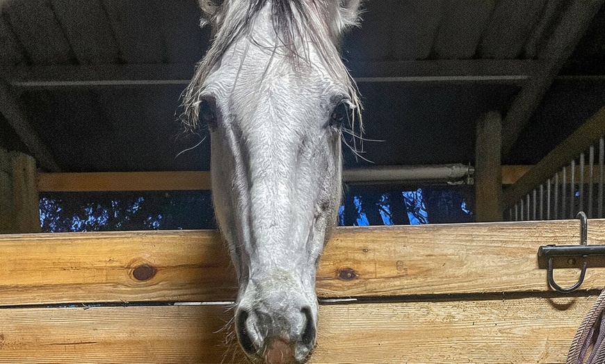 Image 4: Beginner Equine Care Class: Hands-On Learning for All Ages