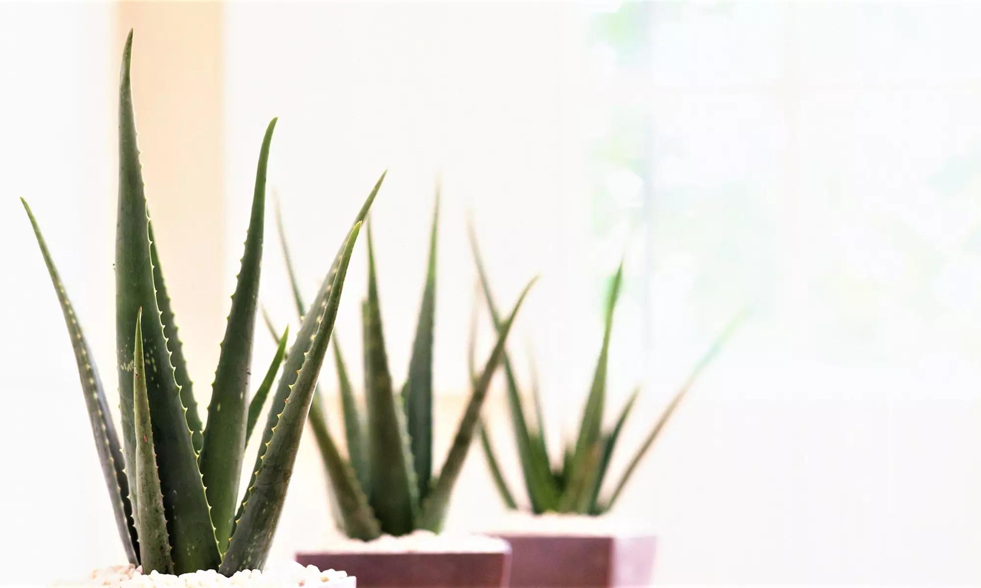 2, 4 oder 6 Pflanzen Aloe Vera inkl. Versand - Second Medium