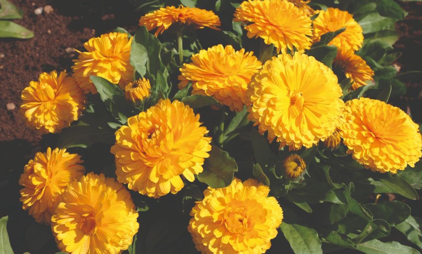 Image 5: 15 Mixed Garden Ready Summer Bedding Plant Collection