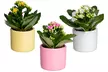 Lot de 3 plantes succulentes de Kalanchoe avec pot au choix - Second Medium