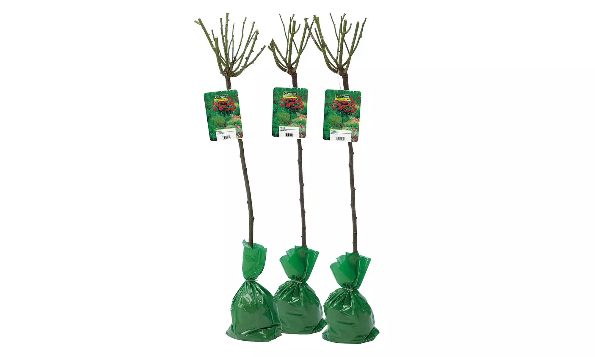 3er-Set Stamm-Rosen