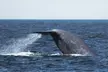 Luxury San Diego Whale Watching Tour - Up to 35% Off with Wild Pacific Whale Watch  - Second Medium