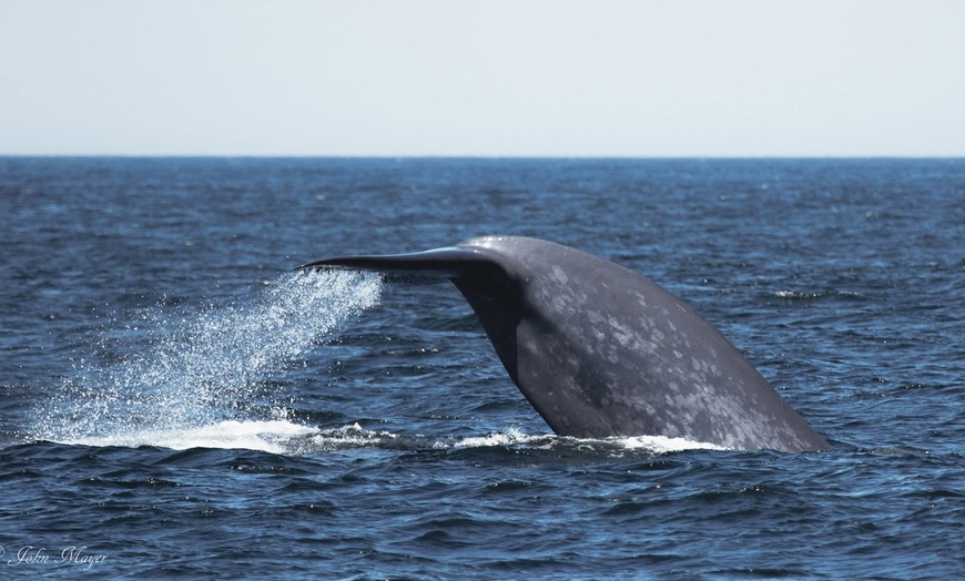 Image 2: Luxury San Diego Whale Watching Tour