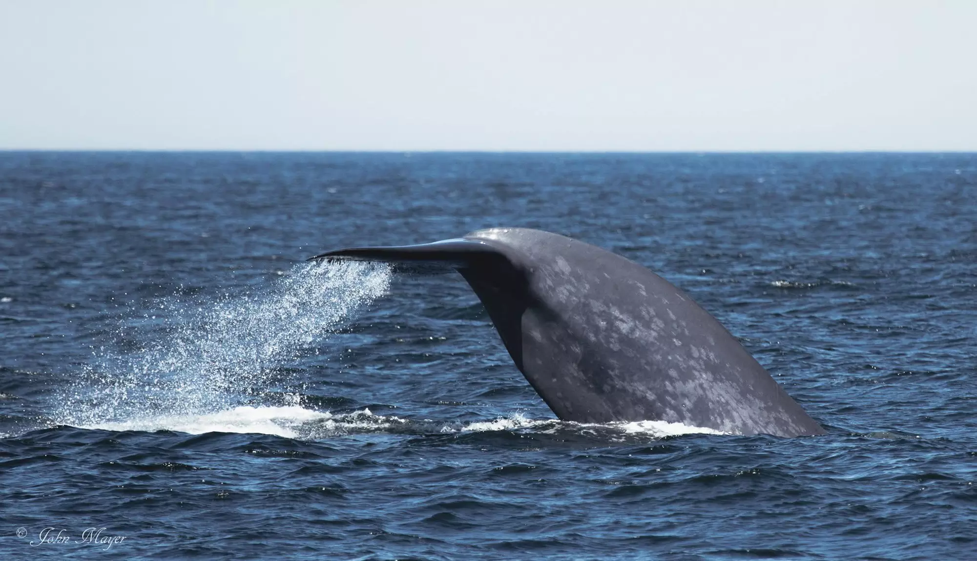 Luxury San Diego Whale Watching Tour