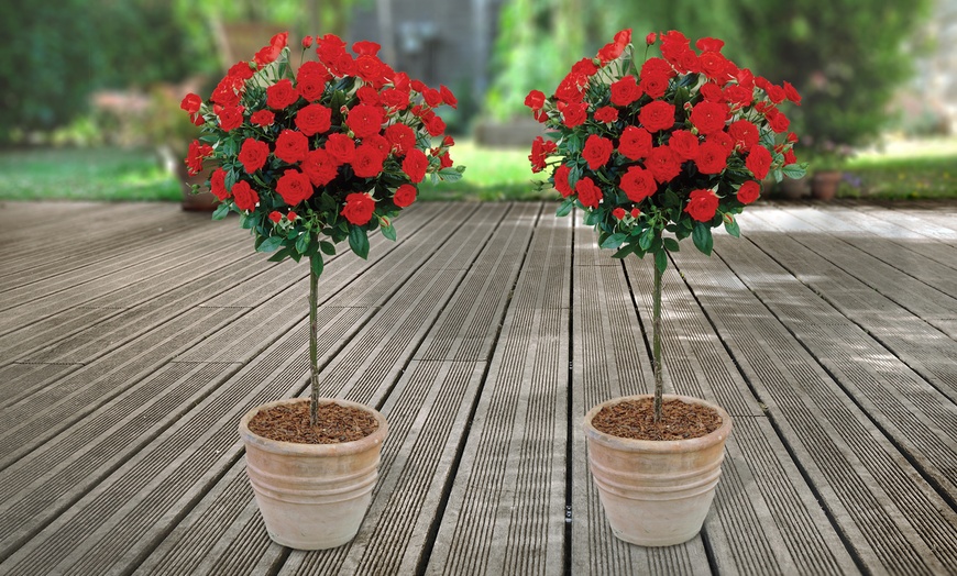 Image 4: Patio Standard Roses Collection