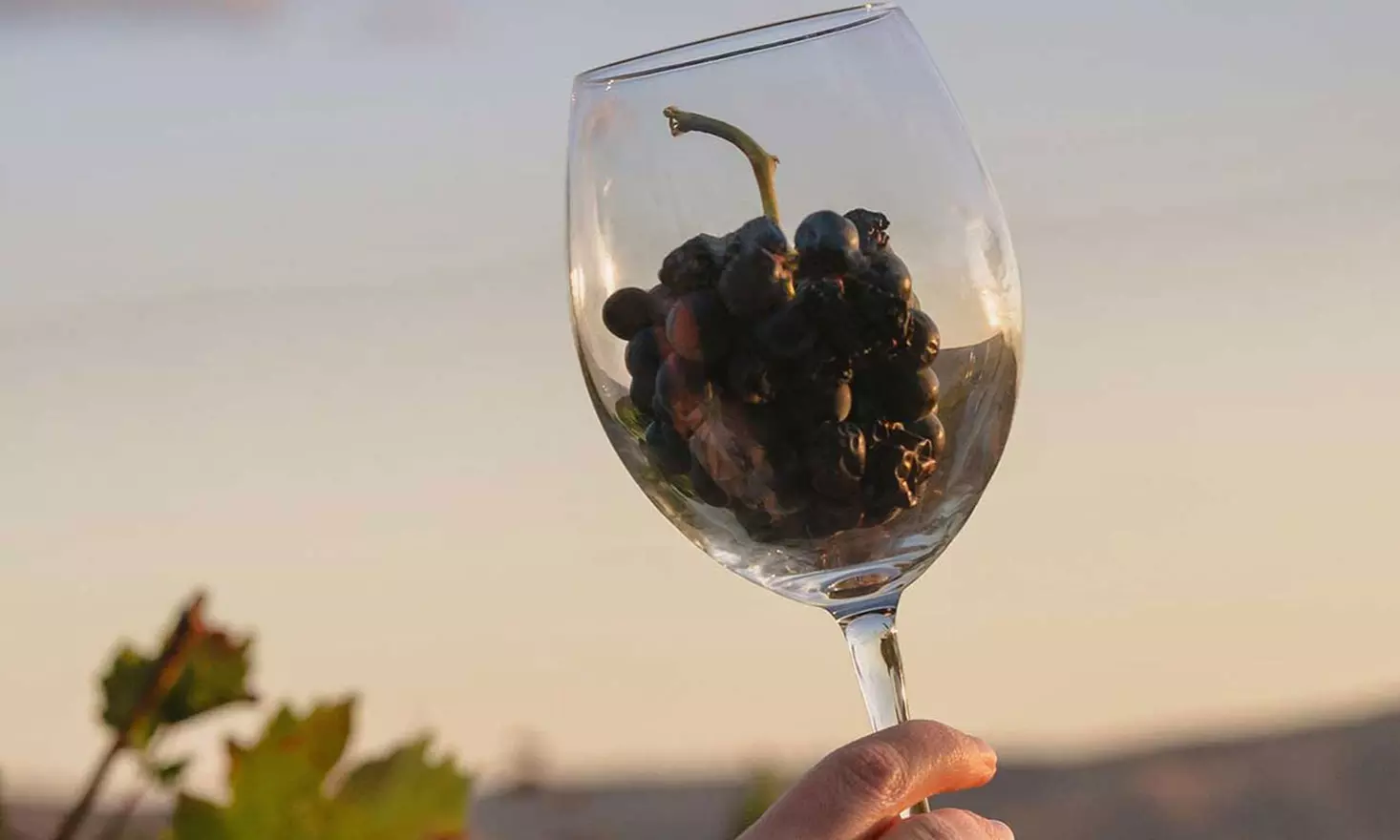 Venture Into New York's Own Wine Country During a Day Trip from ❧Crush Wine Experiences☙ (Up to 16% Off) - Primary Image
