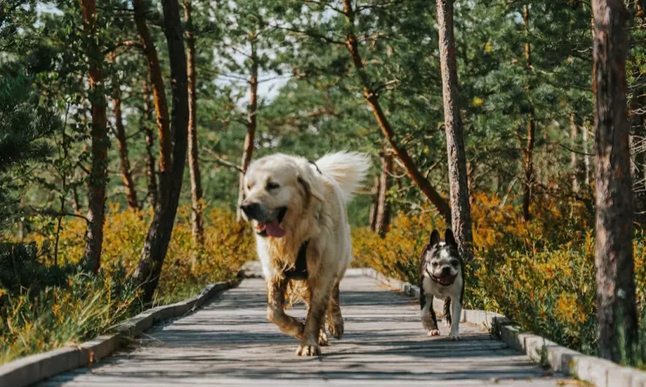 Let Your Dog Explore with One or Five Luxury Paw-Venture Package