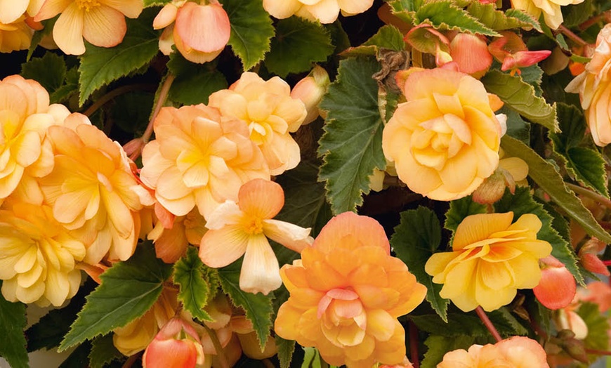Image 3: Begonia Apricot Fiery Shades Garden-Ready Plants