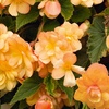 Image 3: Begonia Apricot Fiery Shades Garden-Ready Plants