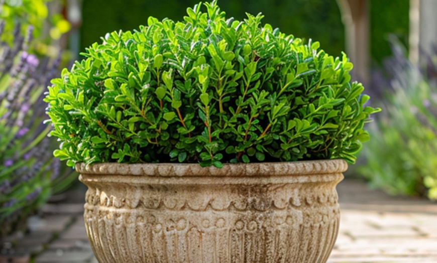 Image 6: Lot de 6 ou 12 arbustes Hebe Veronica Rootz