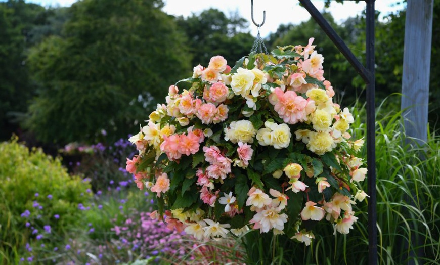 Image 4: Begonia Nonstop Joy Peaches or Sun Dancer Mixed Plug Plant Collections