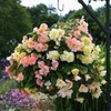 Image 4: Begonia Nonstop Joy Peaches or Sun Dancer Mixed Plug Plant Collections