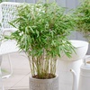 Image 1: One or Two Umbrella Bamboo 'Fargesia Rufa' Potted Plants 