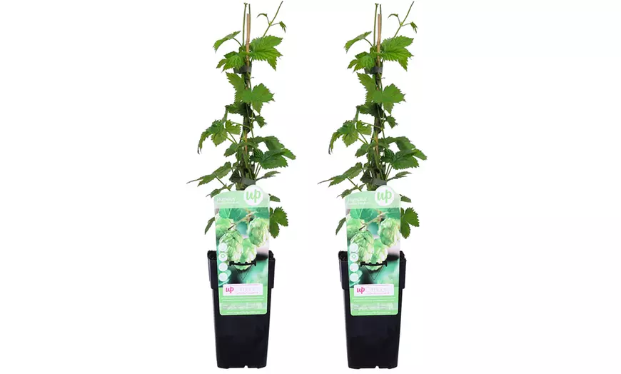 Image 3: Humulus Lupulus 'Nordbrau' planten