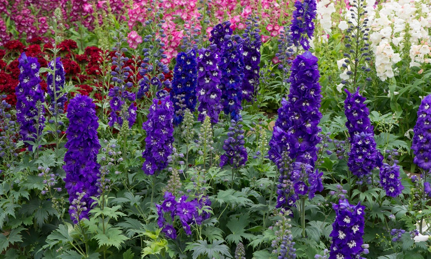 Image 6: Up to 72 Hardy Mixed Perennial Plants