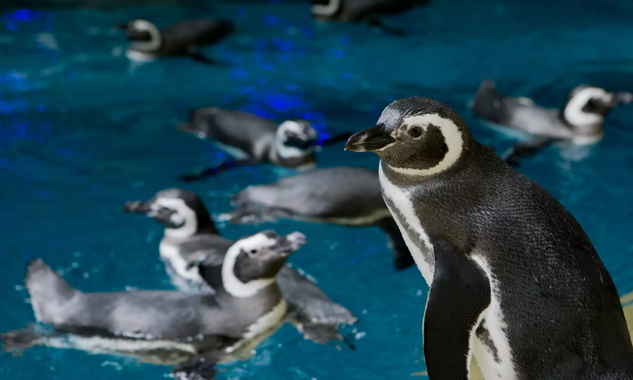 Wie Spät Ist Es Jetzt In Chicago Chicago Sightseeing: Deals Up to 70% Off | Groupon