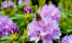 Evergreen Rhododendron Collection -1, 3 or 6 Potted Plants