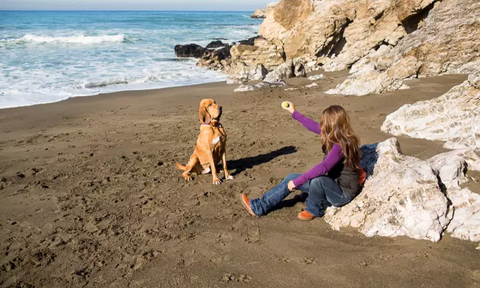60-Minute Pet Portrait Session from Chickpea Photography Studio (90% Off) - Second Medium