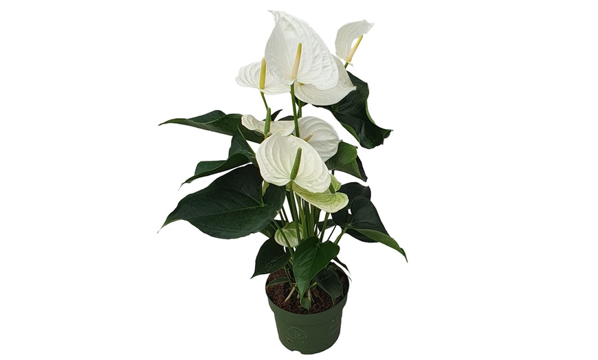 Image 12: Rootz — Plante d'intérieur tropicale Anthurium