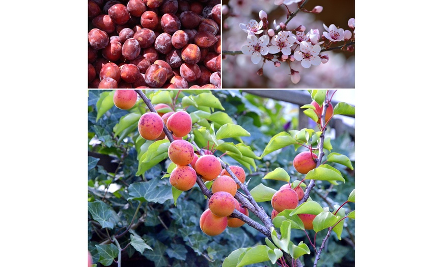 Image 7: Ensemble de 3 arbres fruitiers