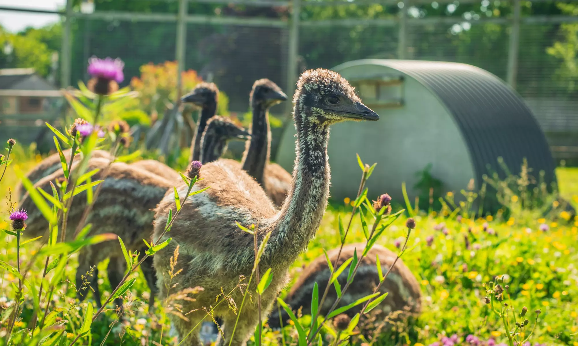 Entry to The Meadows Wildlife Park – Tickets for 2, 3, 4 or 6