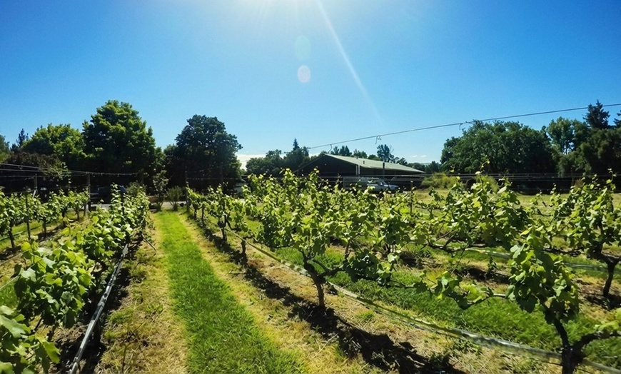 Image 5: Vineyard Tours with Wine and Tea Tastings in Scenic Setting