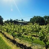 Image 5: Vineyard Tours with Wine and Tea Tastings in Scenic Setting