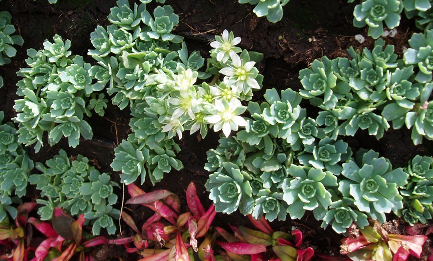 Image 21: Mixed Seasonal Alpine/rockery Plants - Potted or Plug Plants