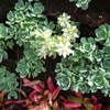 Image 21: Mixed Seasonal Alpine/rockery Plants - Potted or Plug Plants