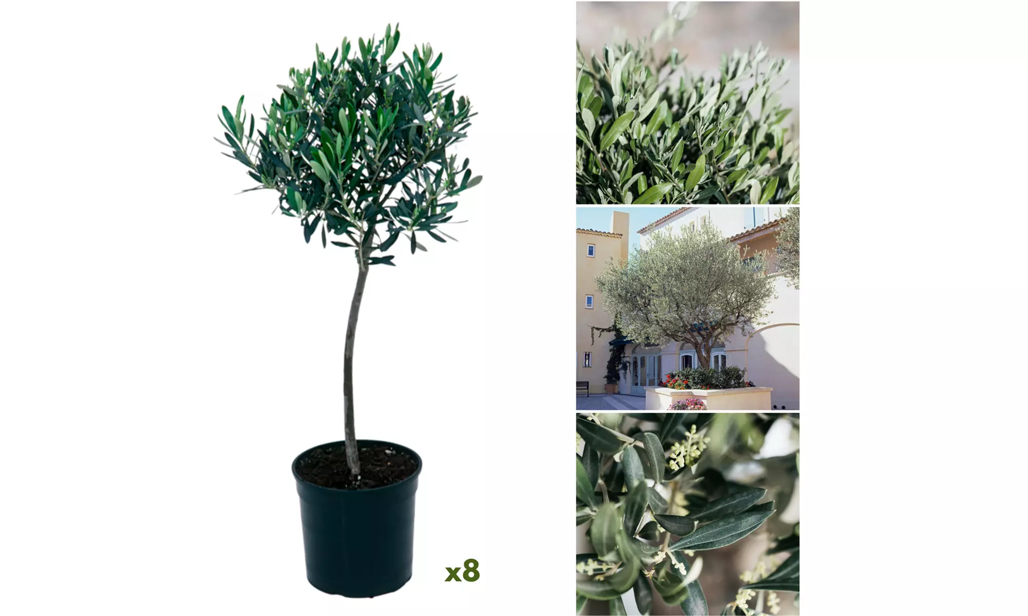 Lot de 2, 4 ou 8 oliviers