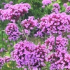 Image 2: Verbena Buenos Aires Plug Plants
