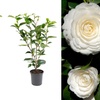 Image 11: 1 ou 2 arbustes de camélia du Japon XL de Gardenzo
