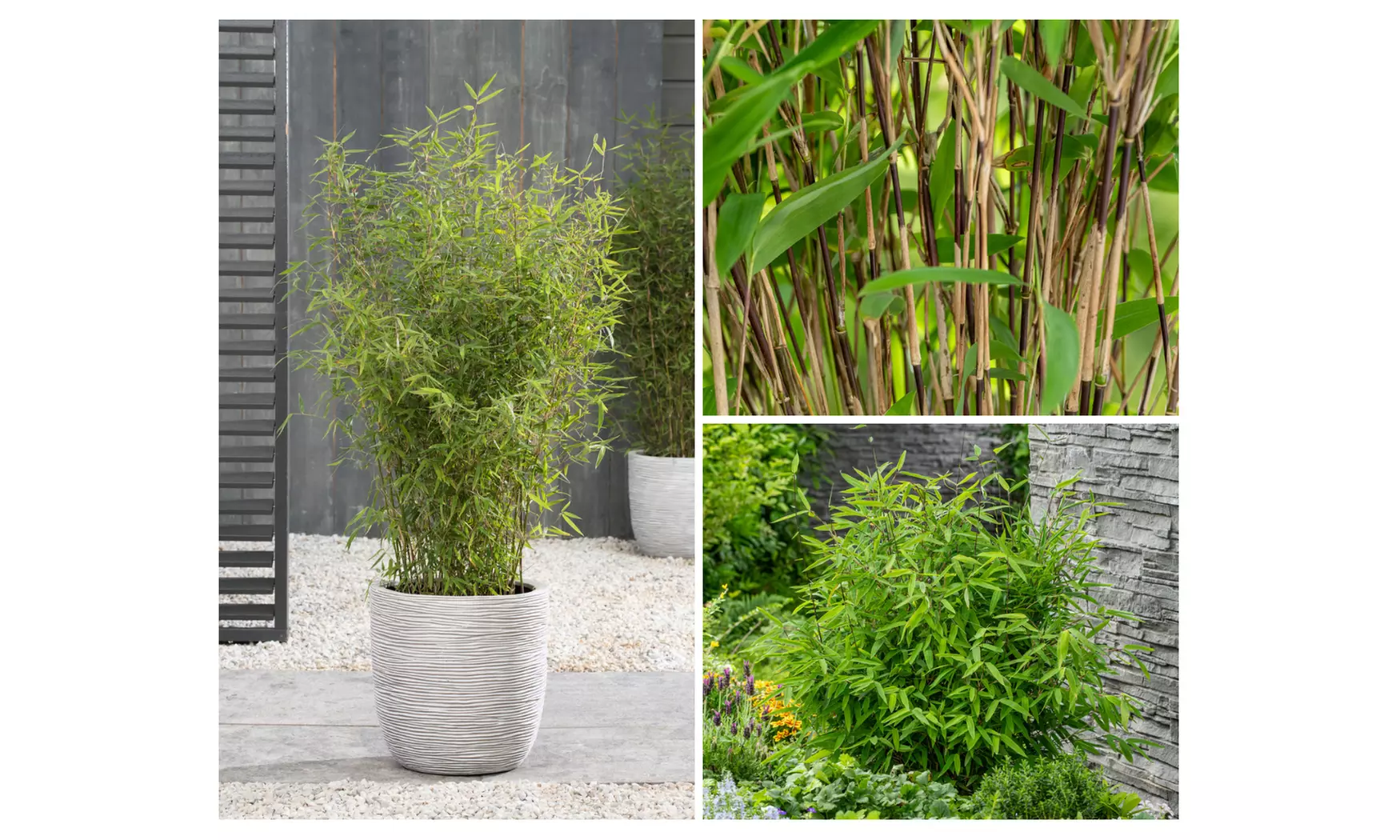 1x oder 2x oder 4x Bambus-Pflanze „Fargesia"