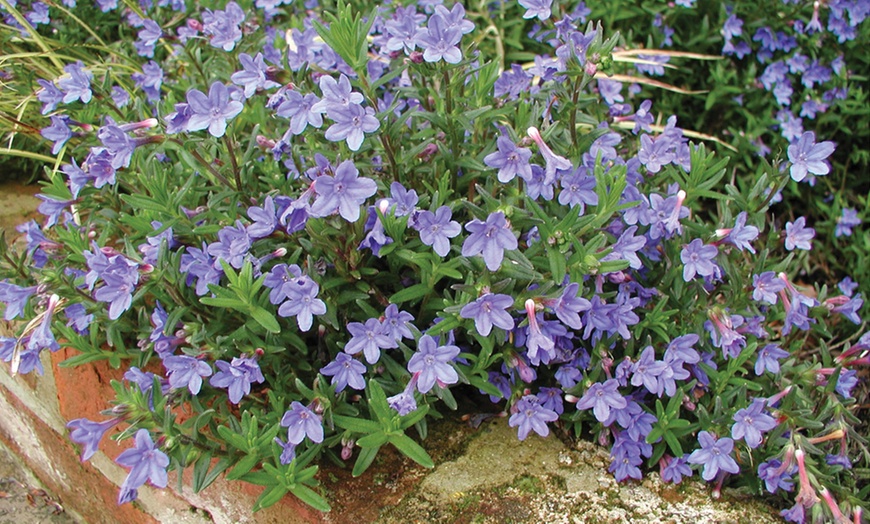 Image 11: Mixed Seasonal Alpine/rockery Plants - Potted or Plug Plants