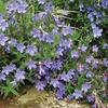 Image 11: Mixed Seasonal Alpine/rockery Plants - Potted or Plug Plants