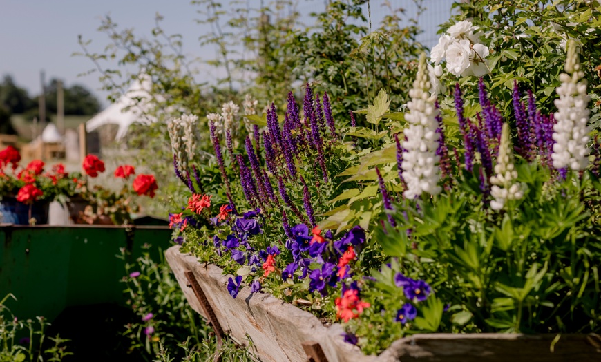 Image 14: Discover Beautiful Lavender Fields & Afternoon Tea at Finchingfield Camping with Up to 33% Off!