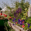 Image 14: Discover Beautiful Lavender Fields & Afternoon Tea at Finchingfield Camping with Up to 33% Off!