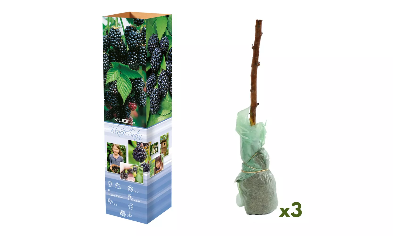 Set di 3 piante di lampone o mora o mix delle due - Image 3