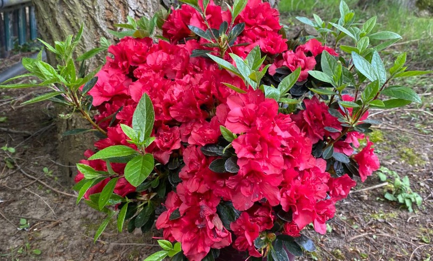 Image 3: Azalea - Rhododendron 'Encore Autumn Fire' - 1 Potted Plant