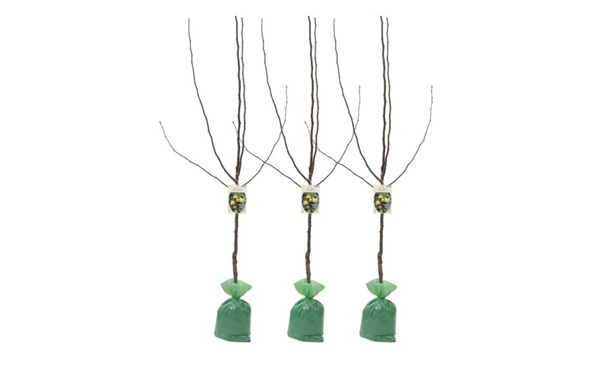 Image 2: Lot de 3 poiriers XXL