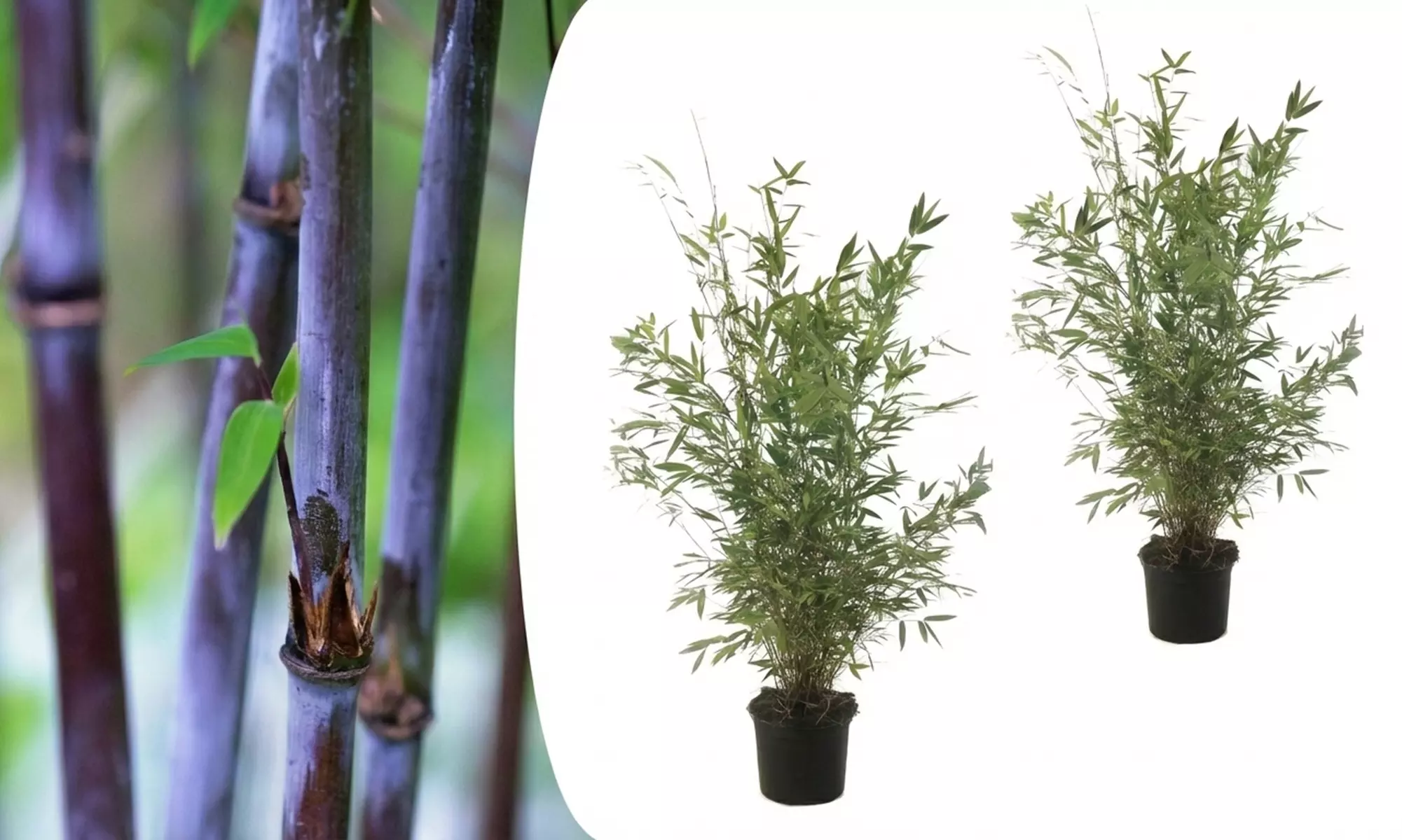 1 o 2 plantas de Fargesia Red Dragon