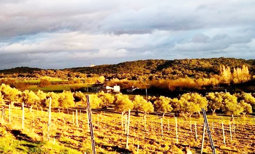 Image 9: Visita a bodega de 1 hora y media con cata de vino para 2 o 4 personas