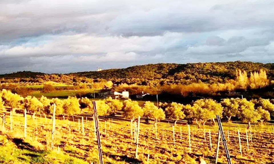 Visita a bodega de 1 hora y media con cata de vino para 2 o 4 personas