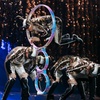 Image 4: ‘Twas The Night Before… by Cirque Du Soleil - Up to 25% Off