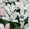 Image 4: 32 Tulip Bulbs – Vibrant Colour Changing Variety
