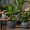 Image 1: 4er-Set pflegeleichte Zimmerpflanzen