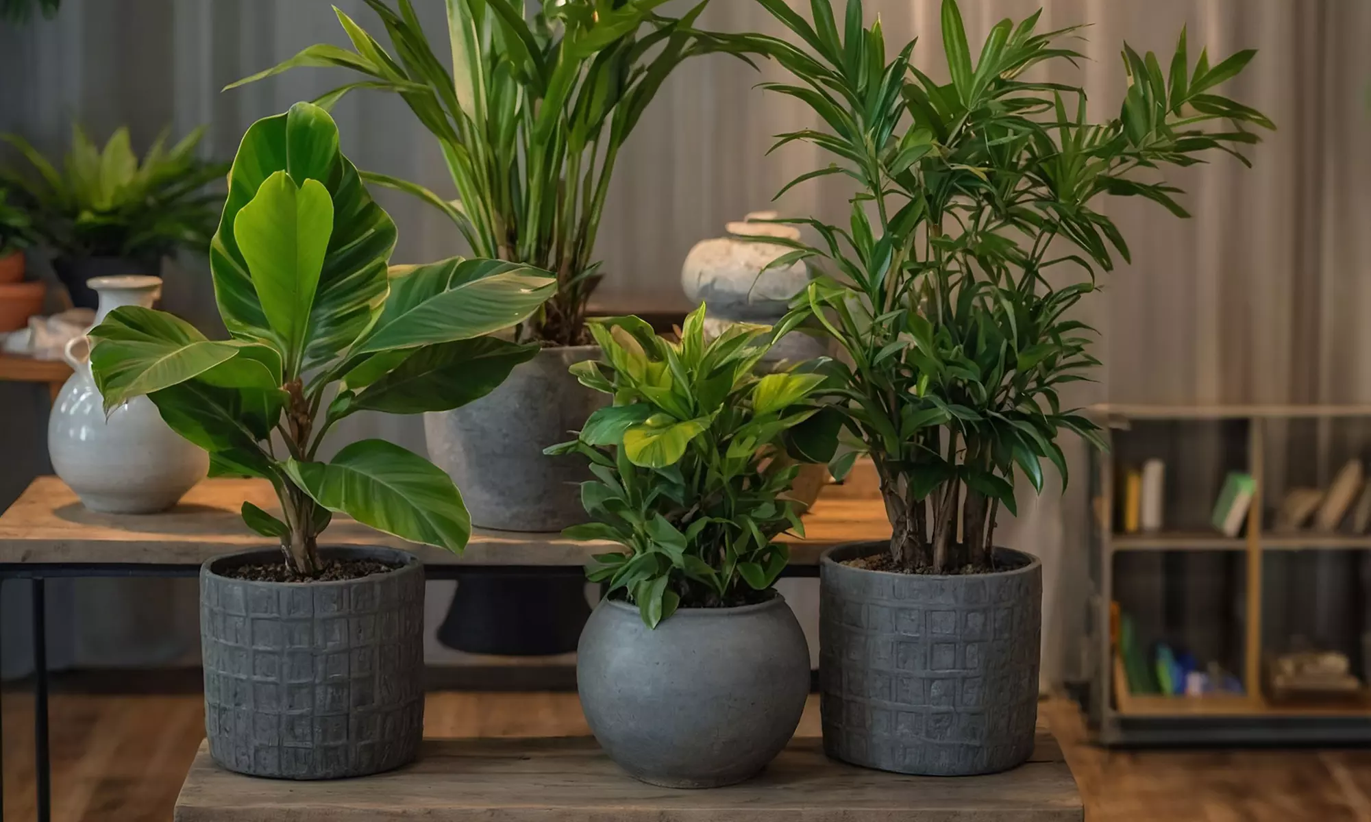 4er-Set pflegeleichte Zimmerpflanzen