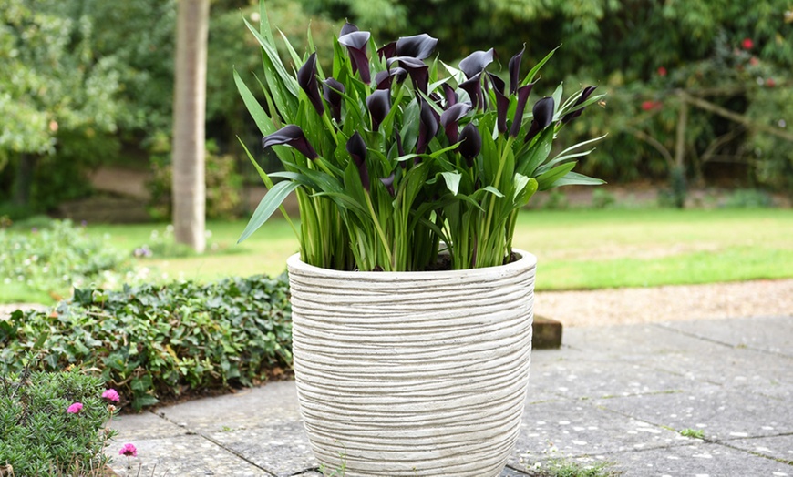 Image 2: Black Calla Lily in 13cm Pot