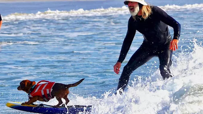 Explore Surfing with Rentals and Lessons at Venice Beach